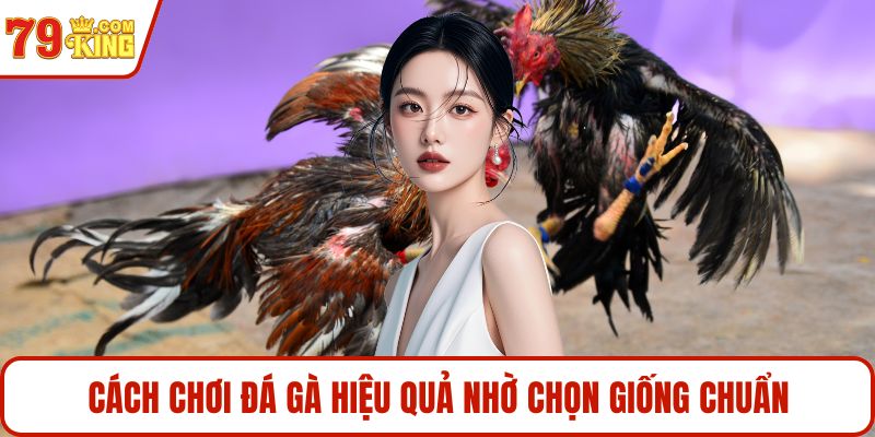 Cách chơi đá gà hiệu quả nhờ chọn giống chuẩn